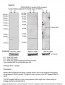 RAB1A antibody - middle region