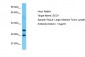 SCO1 Antibody - C-terminal region