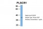 PLSCR1 antibody - N-terminal region