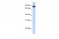 TAF1C antibody - N-terminal region