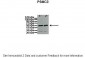 PSMC3 antibody - N-terminal region