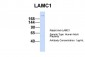LAMC1 antibody - middle region