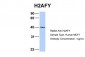 H2AFY antibody - N-terminal region