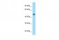 Tubb2a Antibody - C-terminal region