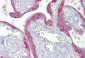 Tfam antibody - middle region