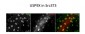 USP9X antibody - C-terminal region