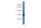 F7 antibody - middle region