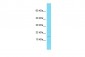 IL21 Antibody - C-terminal region