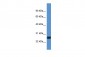 IL27 antibody - C-terminal region