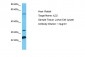 IL32 Antibody - middle region