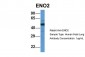 ENO2 antibody - middle region
