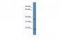 CTSK antibody - middle region