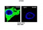CYCS antibody - N-terminal region