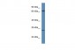 F11 antibody - C-terminal region