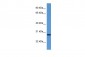 EDN3 antibody - C-terminal region