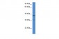 OGG1 antibody - C-terminal region