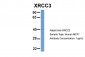 XRCC3 antibody - C-terminal region