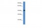 XRCC3 antibody - middle region