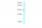 GALR2 antibody - C-terminal region