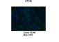 STOM antibody - C-terminal region