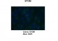 STOM antibody - C-terminal region