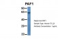 PAF1 antibody - N-terminal region