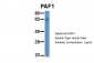 PAF1 antibody - N-terminal region