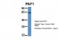 PAF1 antibody - N-terminal region