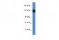 BAT3 antibody - C-terminal region