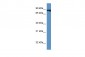 CUL4A antibody - middle region