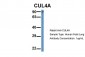 CUL4A antibody - middle region