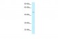 EPB49 antibody - middle region