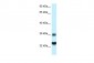 RPS9 antibody - C-terminal region