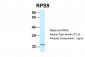 RPS9 antibody - N-terminal region