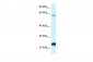 NDUFS8 antibody - C-terminal region