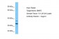 BNIP2 Antibody - C-terminal region