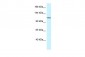 PKN2 antibody - C-terminal region