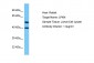 LPXN Antibody - C-terminal region