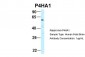 P4HA1 antibody - middle region