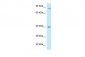 PPP2R4 antibody - C-terminal region