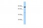 HOOK1 antibody - C-terminal region