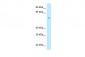 POLD3 antibody - C-terminal region