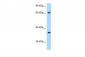 CCRL1 antibody - C-terminal region