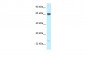 CTNNBL1 antibody - C-terminal region