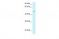 GPR150 antibody - C-terminal region