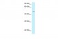 GPR150 antibody - C-terminal region