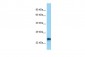 CALN1 antibody - C-terminal region