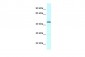 GPR52 antibody - C-terminal region