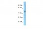 GTPBP5 Antibody - N-terminal region
