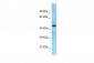 GTPBP5 Antibody - N-terminal region